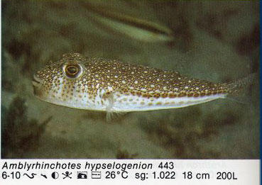 Amblyrhynchotes hypselogenion